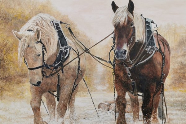 Deux percherons au travail 