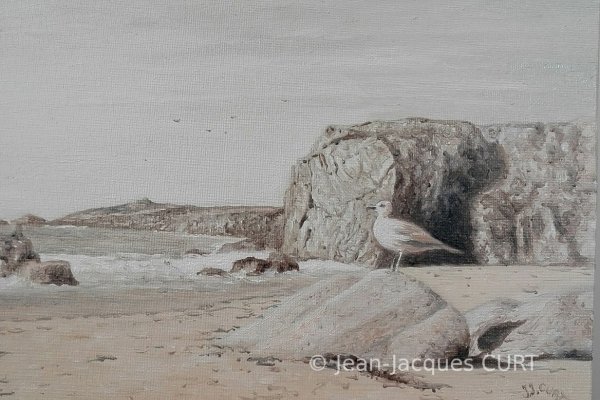 La mouette de bretagne 