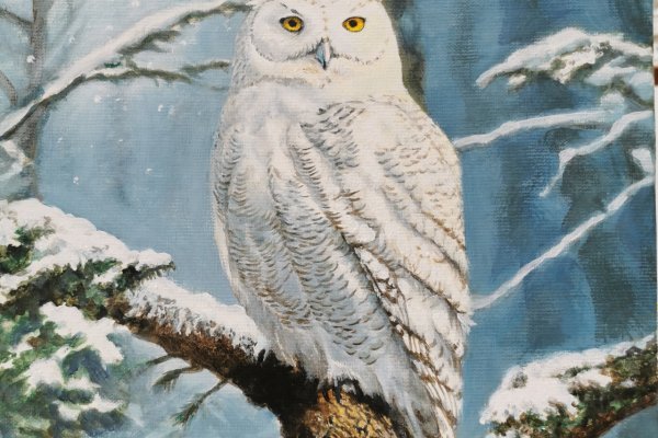 Un harfang des neiges 