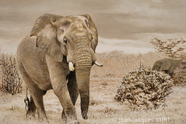 Eléphants en ballade 