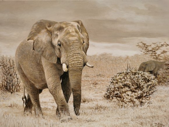 élephant en ballade