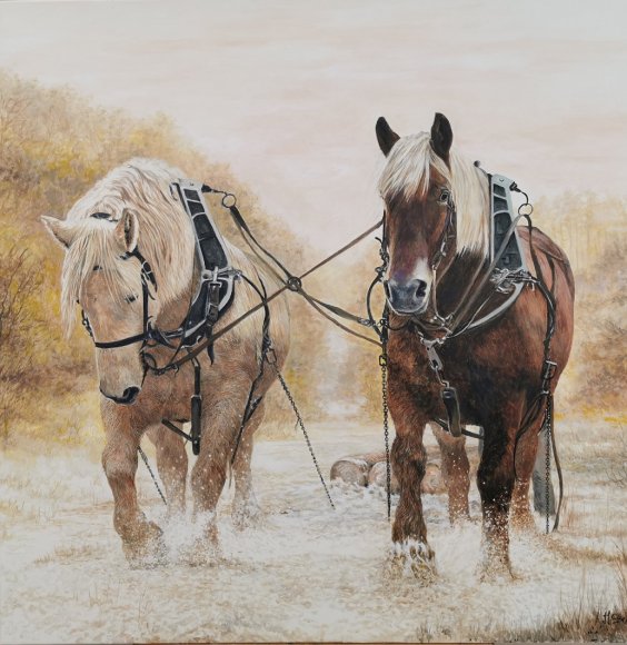 deux percherons au travail