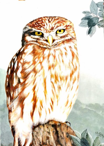 la chouette effraie
