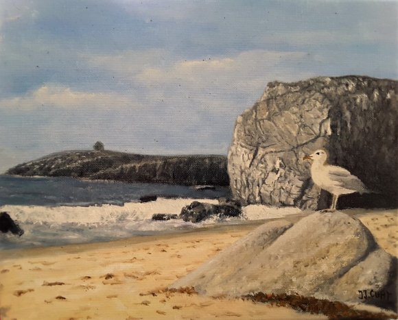 la mouette contemple la mer
