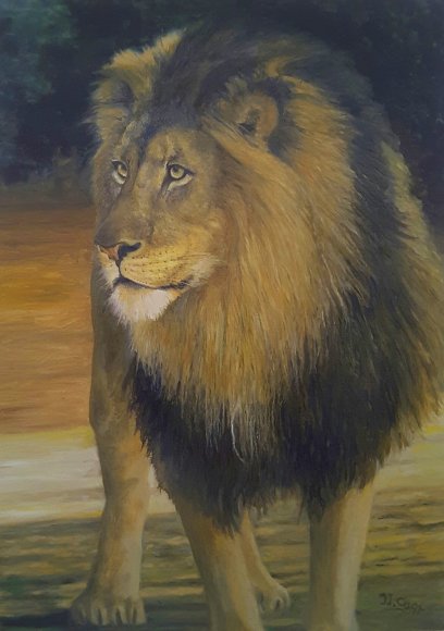 le regard du lion