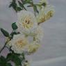 Fleurs