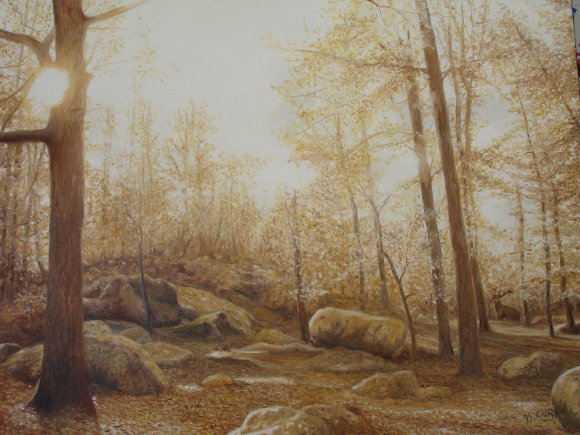 soleil en foret