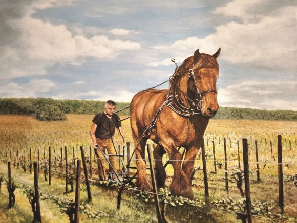 un percheron dans la vigne