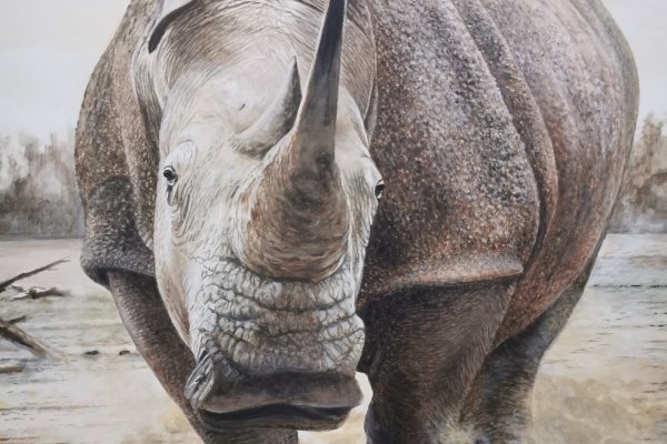 Mon rhino