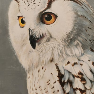 Un hibou c'est chouette